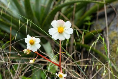 Begonia octopetala, photographed by Thibaud Aronson