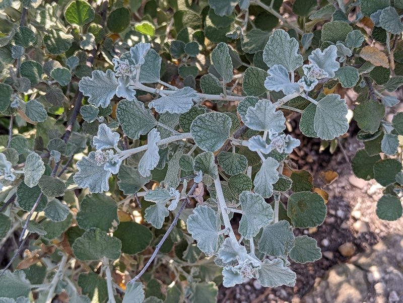 Malacothamnus jonesii, photographed by Tom and T Herman