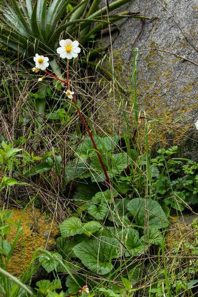 Begonia octopetala, photographed by Thibaud Aronson