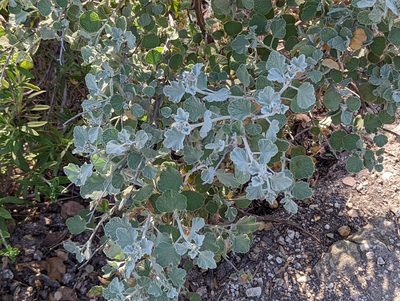 Malacothamnus jonesii, photographed by Tom and T Herman
