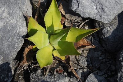 Agave congesta, photographed by Neptalí Ramírez Marcial