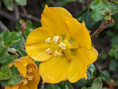 Fremontodendron californicum, photographed by Tom and T Herman