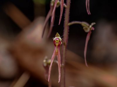 Neottia bifolia, photographed by Michelle W. （鍾偉瑋）