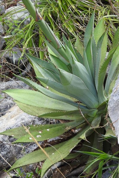 Agave hiemiflora, photographed by Neptalí Ramírez Marcial