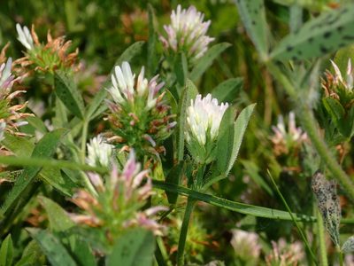 Trifolium squamosum, photographed by Julien Renoult