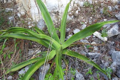 Agave kewensis, photographed by Neptalí Ramírez Marcial