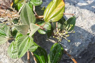 Sinclairia discolor, photographed by Neptalí Ramírez Marcial