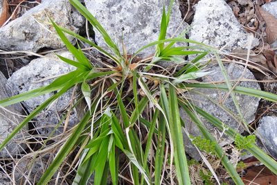 Pitcairnia breedlovei, photographed by Neptalí Ramírez Marcial