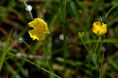 Utricularia gibba, photographed by Max Campbell