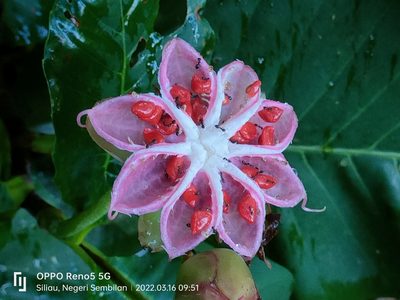 Dillenia suffruticosa, photographed by Ong Jyh Seng