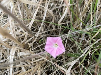 Convolvulus angustissimus, photographed by Dylan Wishart