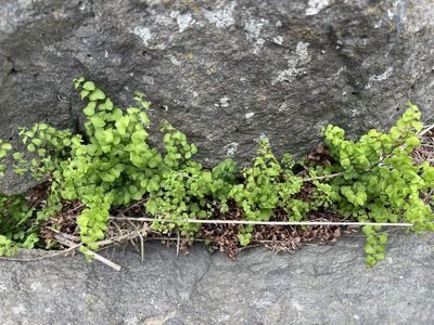 Adiantum aethiopicum, photographed by Dylan Wishart