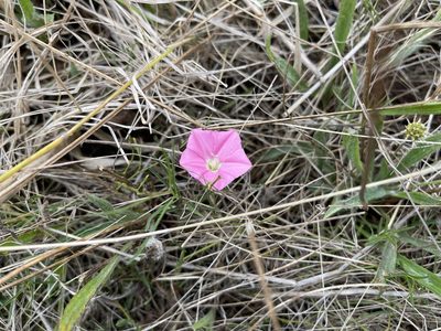 Convolvulus angustissimus, photographed by Dylan Wishart