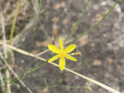 Tricoryne elatior, photographed by Dylan Wishart