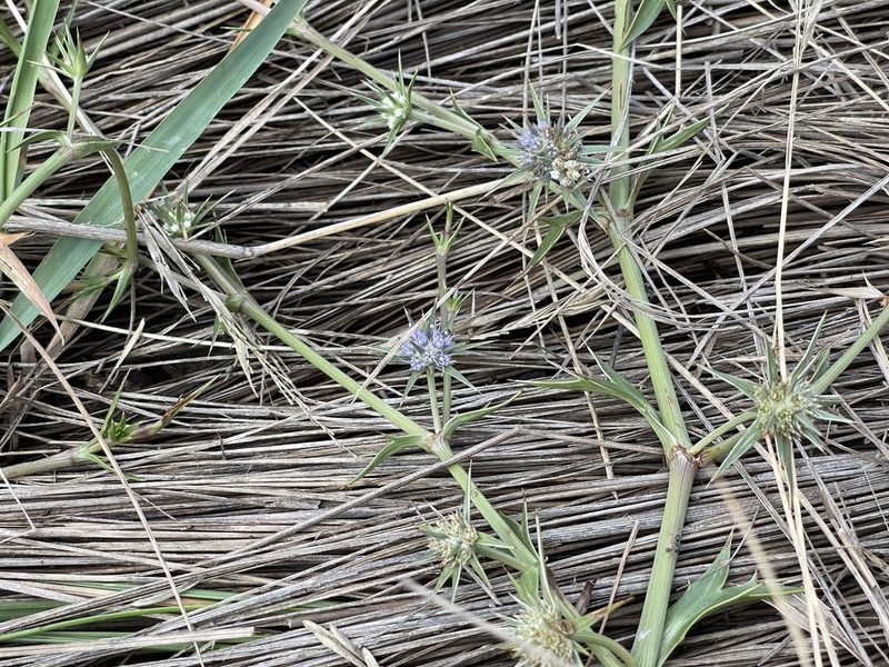 Eryngium vesiculosum, photographed by Dylan Wishart