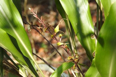 Pitcairnia chiapensis, photographed by Neptalí Ramírez Marcial