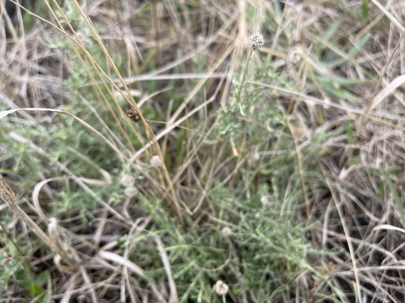 Calocephalus lacteus, photographed by Dylan Wishart