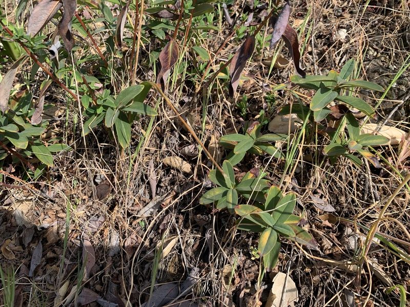 Hypericum calycinum, photographed by Miriam Sachs Martin