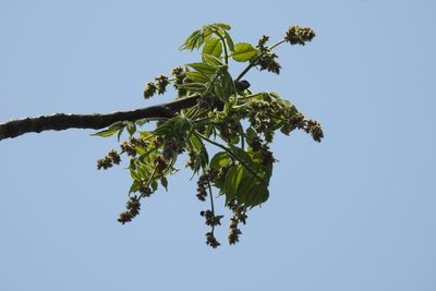 Bursera excelsa, photographed by Neptalí Ramírez Marcial