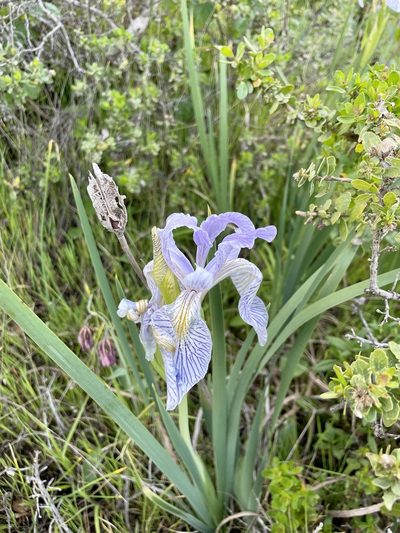 Iris longipetala, photographed by Karen Offereins