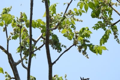 Bursera excelsa, photographed by Neptalí Ramírez Marcial