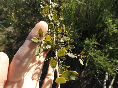 Quercus berberidifolia, photographed by Amy