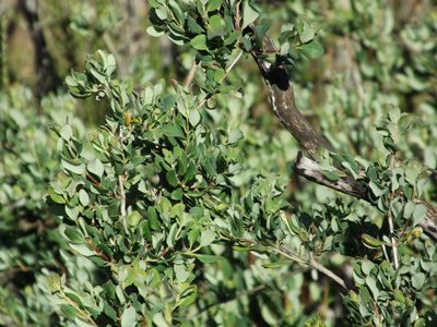 Lonicera subspicata, photographed by Amy