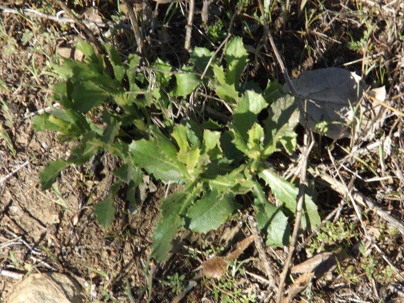 Hazardia squarrosa, photographed by Amy