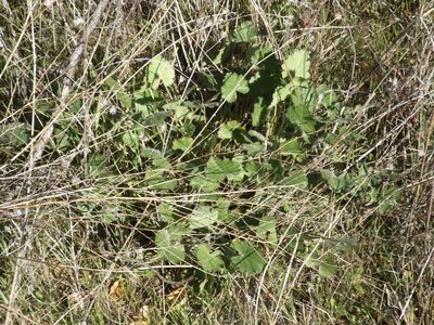 Sidalcea sparsifolia, photographed by Amy