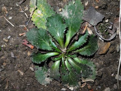 Lobelia inflata, photographed by John Ambler
