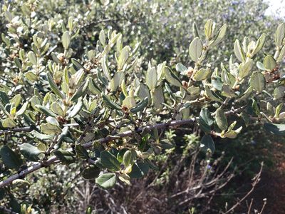 Ceanothus crassifolius, photographed by Amy