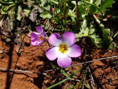 Linanthus dianthiflorus, photographed by Amy