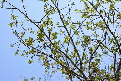 Euphorbia lundelliana, photographed by Neptalí Ramírez Marcial