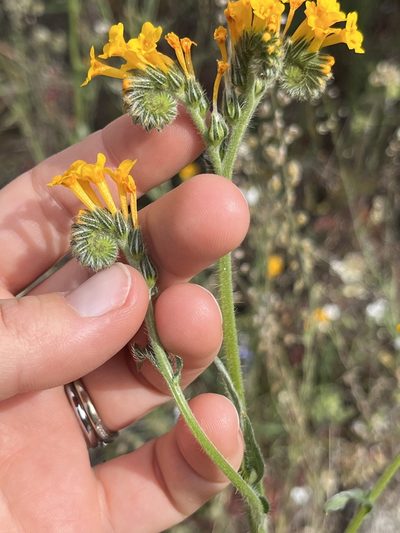 Amsinckia eastwoodiae, photographed by Kristen Nelson