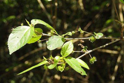 Acalypha leptopoda, photographed by Neptalí Ramírez Marcial
