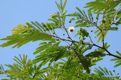Leucaena collinsii, photographed by Neptalí Ramírez Marcial