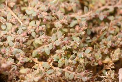 Euphorbia micromera, photographed by Trevor Van Loon