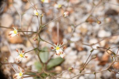 Nemacladus rubescens, photographed by Trevor Van Loon