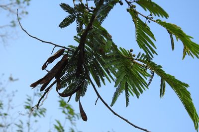 Leucaena cuspidata, photographed by Neptalí Ramírez Marcial