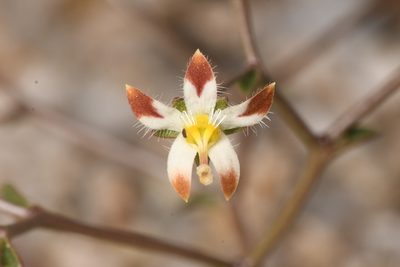 Nemacladus rubescens, photographed by Trevor Van Loon