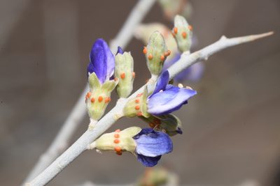 Psorodendron spinosum, photographed by Trevor Van Loon