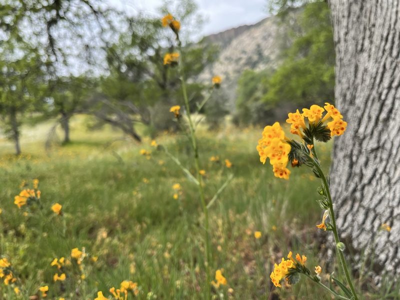 Amsinckia eastwoodiae, photographed by Kristen Nelson