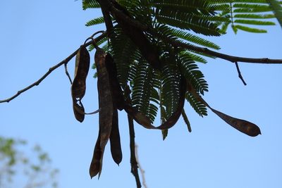 Leucaena cuspidata, photographed by Neptalí Ramírez Marcial