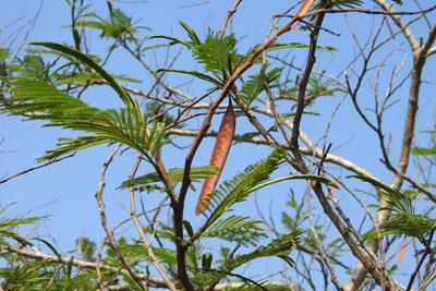 Leucaena diversifolia, photographed by Neptalí Ramírez Marcial