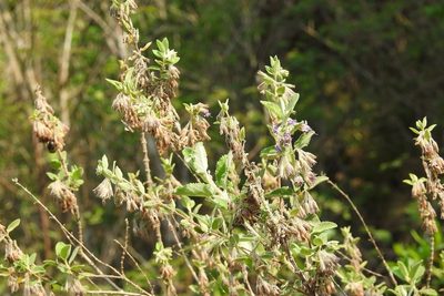 Condea tomentosa, photographed by Neptalí Ramírez Marcial