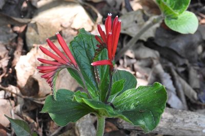 Spigelia splendens, photographed by Neptalí Ramírez Marcial