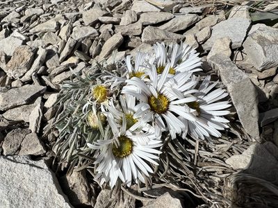 Townsendia hookeri, photographed by Jared Shorma