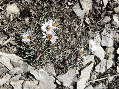 Townsendia hookeri, photographed by Jared Shorma