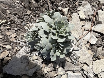 Physaria bellii, photographed by Jared Shorma
