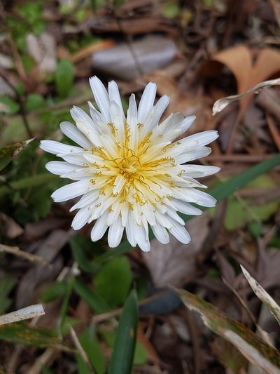 Taraxacum albidum, photographed by MUNENORI YAMAKAWA